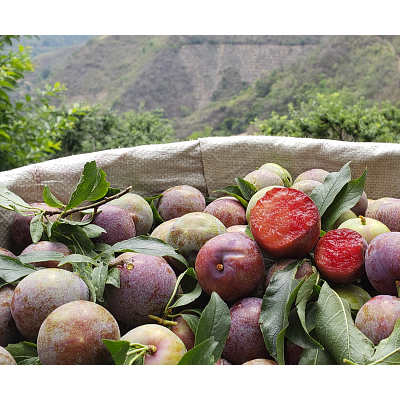 云南三華李紅心李酸脆李