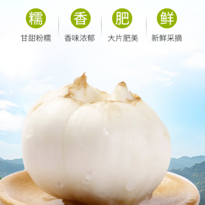 蘭州百合甘肅特產鮮百合500g 新鮮現挖農家食用甜百合 新鮮百合 百合干 炒菜燉湯滋潤蔬菜 一斤16個精品4頭裝 (真空包裝)