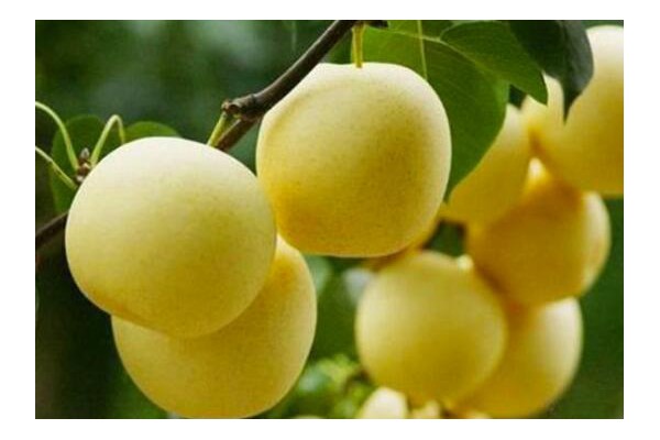 在栽種梨樹的日常管理中，注意保持果實的膨